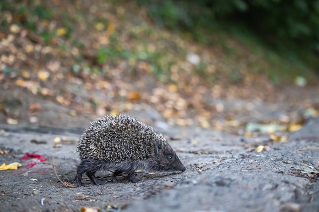 以便采取行 以便采取行